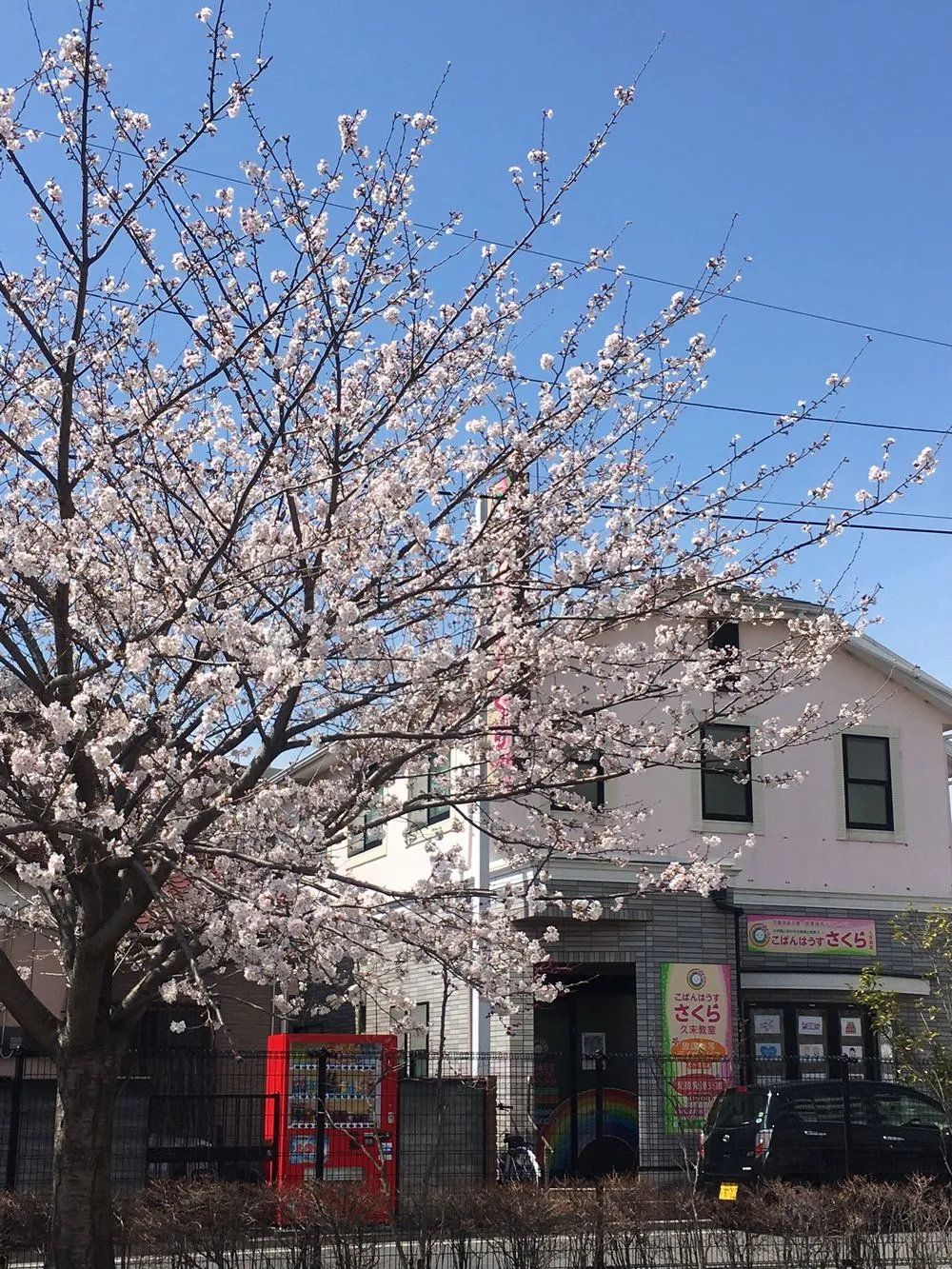 施設の前は公園で4月になると、桜の木が満開です。